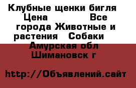 Клубные щенки бигля › Цена ­ 30 000 - Все города Животные и растения » Собаки   . Амурская обл.,Шимановск г.